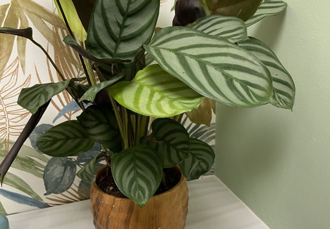 Apartment in Blagnac - The Jungle : 1bdr with garden & spa Apartment in Blagnac - The Jungle : 1bdr with garden & spa